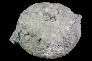 Crinoid Calyx (Megistocrinus) - Alpena, Michigan #68770