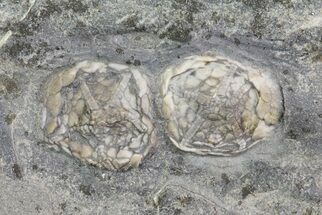 Pair Of Edrioasteroids (Hemicystites) - Kinkaid Limestone, Illinois #68879