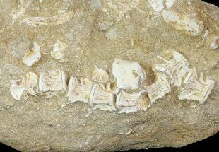 Cretaceous Fossil Fish Vertebrae In Rock - Morocco #66524