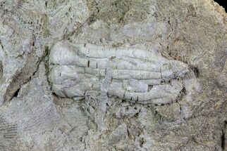 Fossil Crinoid (Phanocrinus) in Rock - Alabama #69061