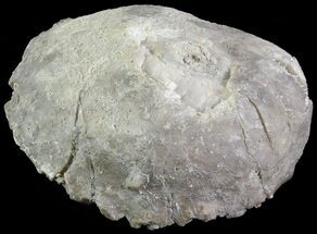 1.7" Crinoid Calyx (Pithocrinus) - Alpena, Michigan - Fossil #68837