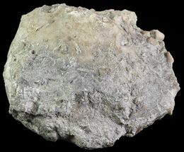 Crinoid Calyx (Pithocrinus) - Alpena, Michigan #68842