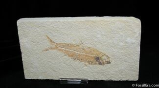 Fossil Fish Knightia Eocaena ( Inches) #829