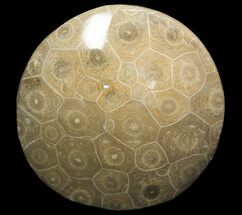 Polished Fossil Coral (Actinocyathus) #69342