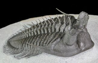 Spectacular, Erbenochile From Unusual Location #69572