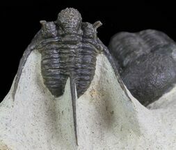 Spiny Cyphaspis & Austerops Trilobite Association #69749