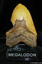 Giant Megalodon Tooth From SC #839
