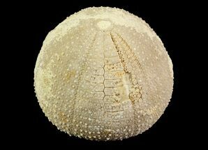 Fossil Sea Urchin (Psephechinus) - Boulmane, Morocco #69877