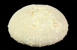 1.4" Heterodiadema Fossil Echinoid (Sea Urchin) - Morocco - Fossil #69828