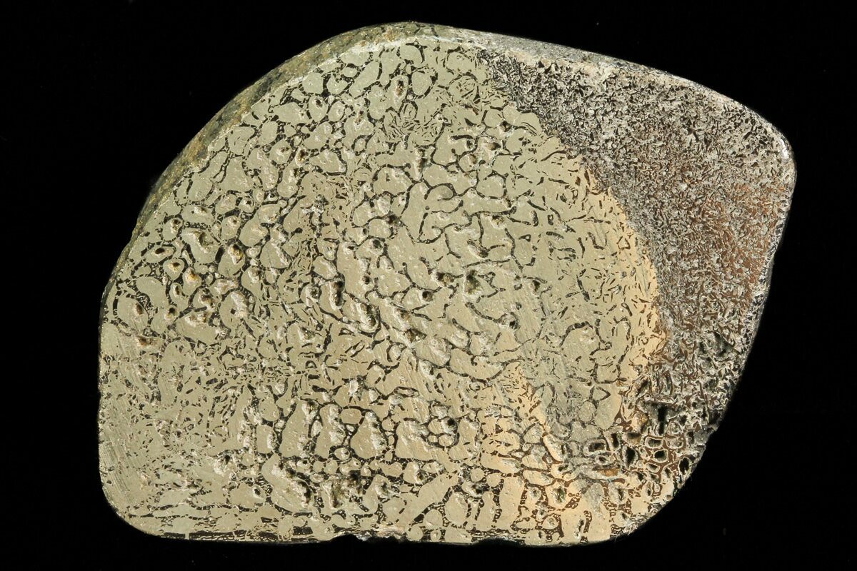 pyritized dinosaur bone