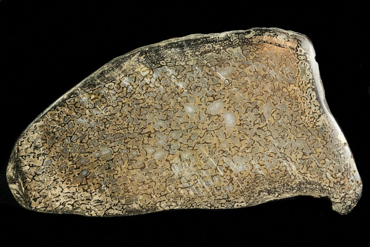 pyritized dinosaur bone