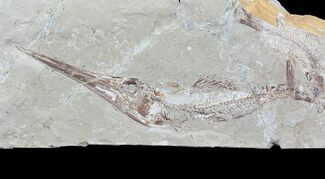 Predatory Fossil Fish (Apateopholis) - (Special Price) #70228