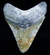 Uniquely Colored Megalodon Tooth #5642