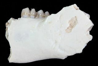 Oligocene Squirrel-Like Mammal (Ischyromys) Jaw Section #70098