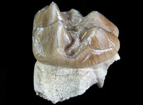 Oligocene Horse (Mesohippus) Tooth #70103