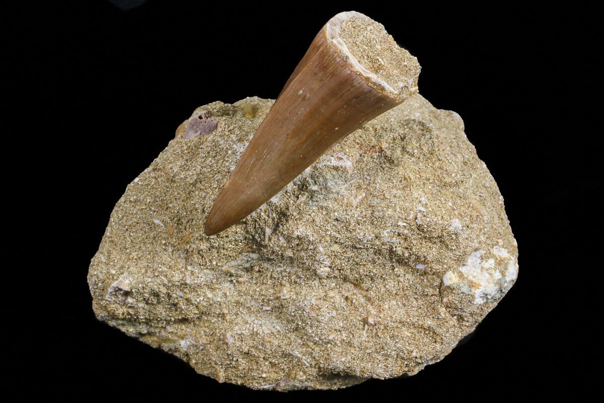 mosasaurus tooth