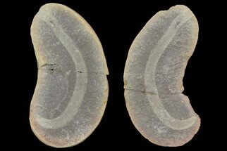 Archisymplectes Fossil Worm (Pos/Neg) - Mazon Creek #70598