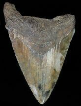 Serrated, Juvenile Megalodon Tooth - Georgia #70563