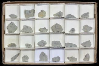 Wholesale Lot of Blastoid Fossils On Shale - Pieces #70894