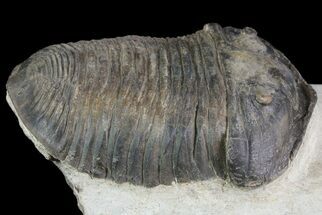 Parahomalonotus calvus Trilobite - Foum Zguid, Morocco #71260
