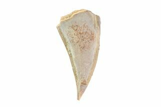 Cretaceous Crocodile Tooth - Hell Creek Formation #71207