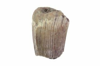 Partial Cretaceous Crocodile Tooth - Wyoming #71339