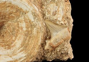 Fossil Shark Vertebra with Shark Tooth - Morocco #71767