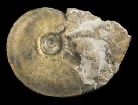 Pyritized Pseudoamaltheus? Ammonite - Germany #70167