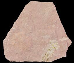 Shale With Fossil Ginkgo Leaf Fragments - Baikal, Siberia #72429