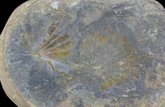 Fossil Horsetail (Annularia) Fossil (Pos/Neg) - Mazon Creek #72423