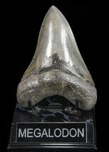 Serrated, Lower Megalodon Tooth - Georgia #72806