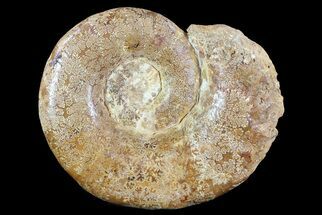 Polished, Jurassic Euaspidoceras Ammonite Fossil - Madagascar #72882