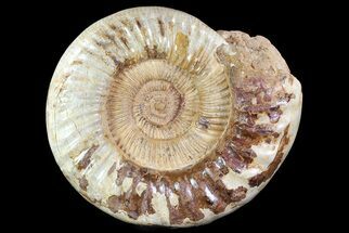 Wide Jurassic Perisphinctes Ammonite Fossil - Madagascar #72884