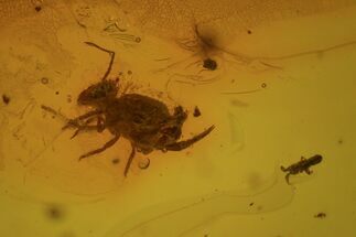 Two Fossil Springtails (Collembola) In Baltic Amber #73337