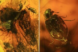 Three Fossil Beetles (Coleoptera) In Baltic Amber #73352