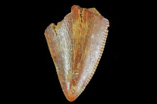 Serrated, Raptor Tooth Tip - Morocco #73298