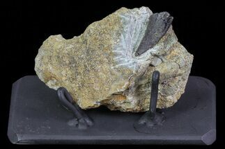 Tyrannosaur Tooth In Rock With Metal Stand - Montana #73392