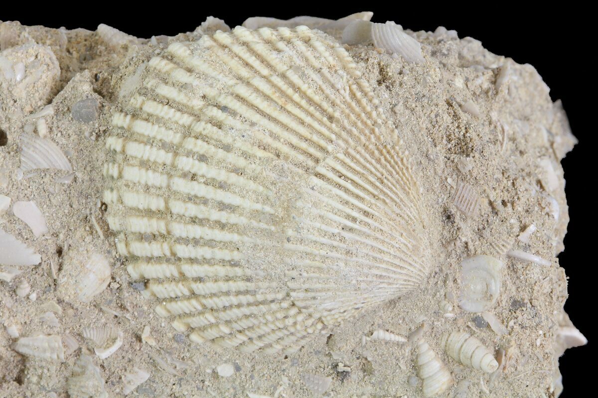 Eocene Fossil Clam (Venericardia) - Damery, France (#73828) For Sale -  