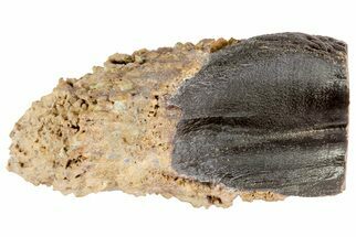 Triceratops Tooth - South Dakota #73881