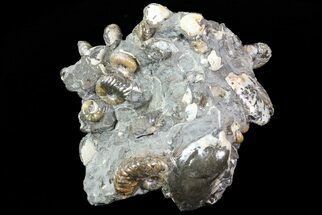 Intriguing Hoploscaphites Ammonite Cluster - South Dakota #73854