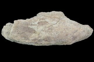 Triceratops Frill Shield Section - North Dakota #73910