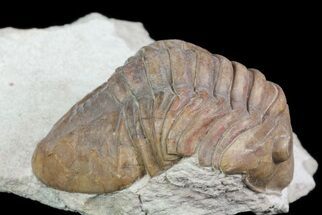 Unusual, Delphasaphus Trilobite - Russia #74037