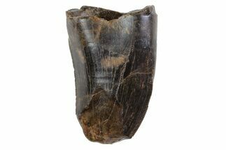Tyrannosaur (Nanotyrannus) Tooth - Feeding Worn #74141