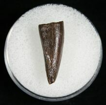Aublysodon Tooth - South Dakota #5817