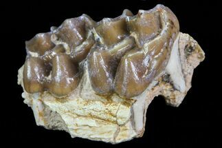 Oligocene Horse (Mesohippus) Jaw Section - South Dakota #73629