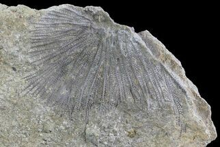 Unidentified Bryozoan Fossil - Illinois #74314