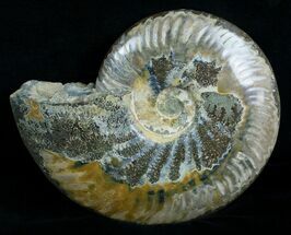 6.9" Wide Polished Cleoniceras Ammonite For Sale, #5813