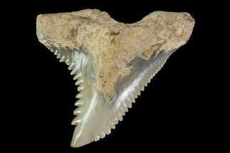 Fossil Hemipristis Tooth - Georgia #74785