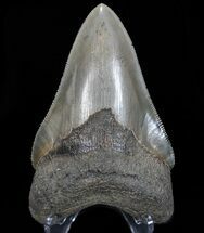 Serrated, Megalodon Tooth - Great Tooth #72818