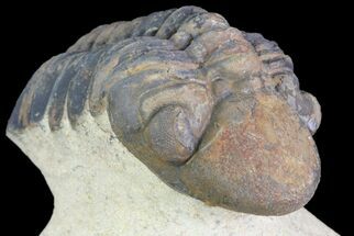Reedops Trilobite Fossil - Morocco #75467